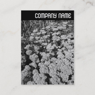 Tarjeta De Visita Encabezado V - Sedum "Alegría de otoño"