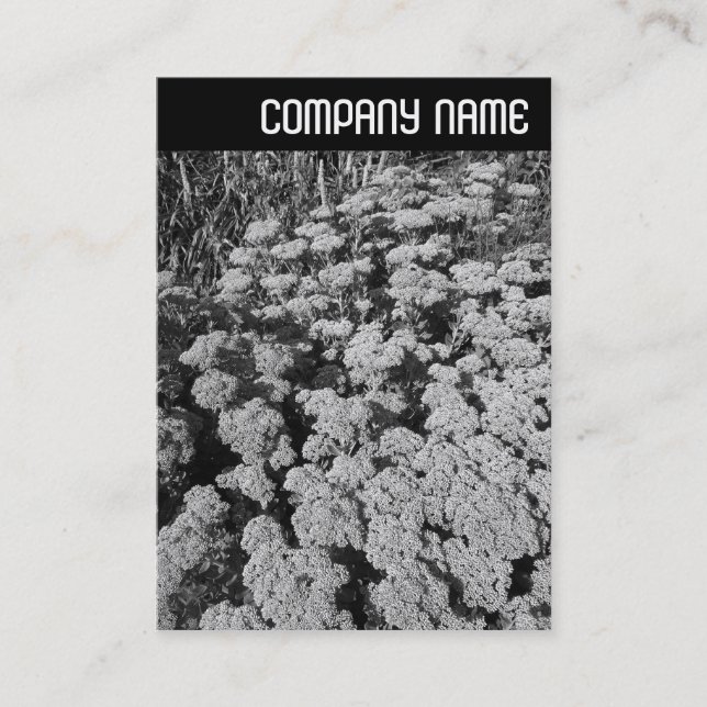 Tarjeta De Visita Encabezado V - Sedum "Alegría de otoño" (Anverso)