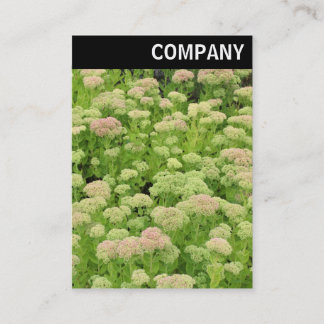 Tarjeta De Visita Encabezado V - Sedum (Alegría de otoño)