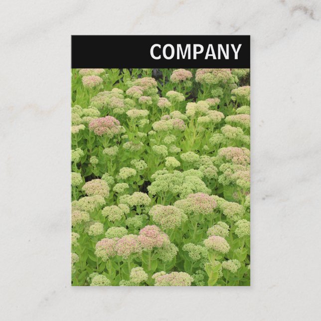 Tarjeta De Visita Encabezado V - Sedum (Alegría de otoño) (Anverso)
