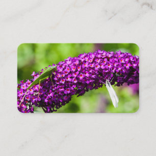 Tarjeta De Visita energía katydid