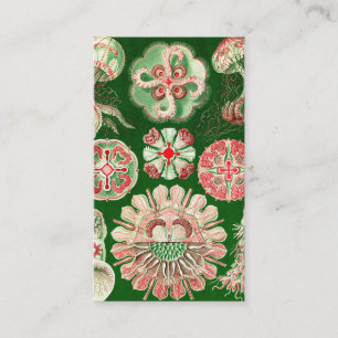 Tarjeta De Visita Ernst Haeckel Discomedusae (Aurelia)