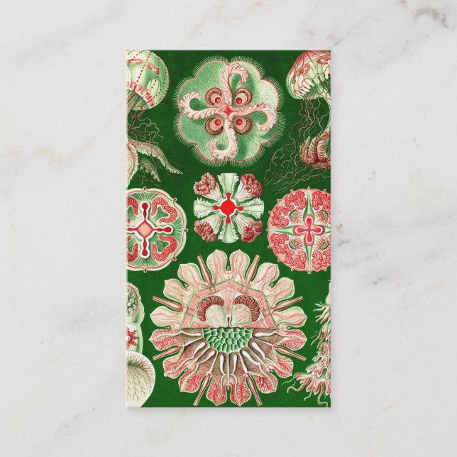 Tarjeta De Visita Ernst Haeckel Discomedusae (Aurelia) (Anverso)