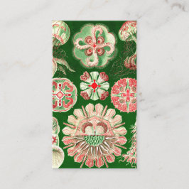 Tarjeta De Visita Ernst Haeckel Discomedusae (Aurelia)