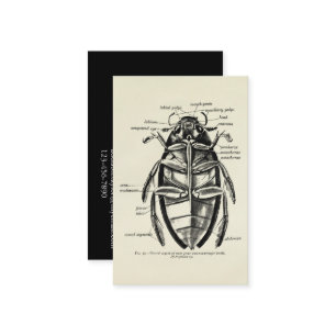 Tarjeta De Visita Escarabajo del limpiador de Hydrophilidae de la