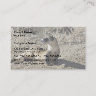 Tarjeta De Visita Ferret de pie negro (cautivo)