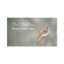 Finch de la casa en una sucursal