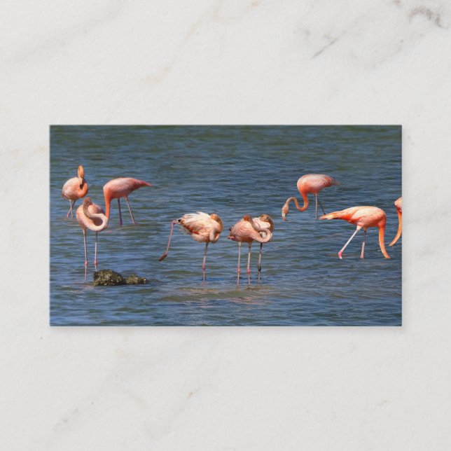 Tarjeta De Visita Flamingos (Anverso)