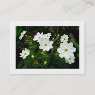Tarjeta De Visita Flores Cosmos Blancas, Mini Fotografía
