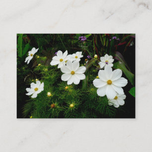 Tarjeta De Visita Flores de Cosmos Blancos, Mini Foto