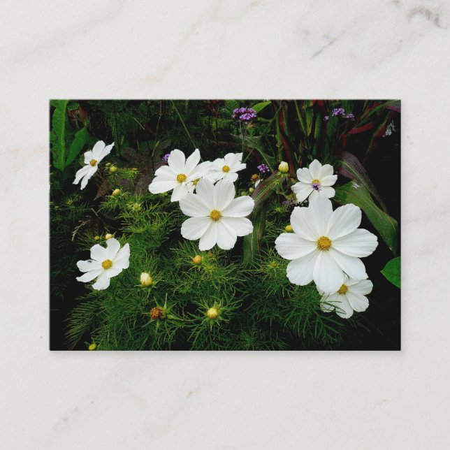 Tarjeta De Visita Flores de Cosmos Blancos, Mini Foto (Anverso)