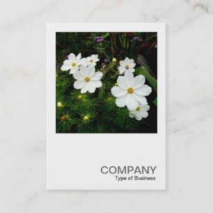Tarjeta De Visita Foto cuadrada 0159 - Flores Cosmos Blancas