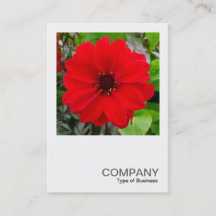 Tarjeta De Visita Foto cuadrada 0168 - Dahlia - Obispo de Llandaff