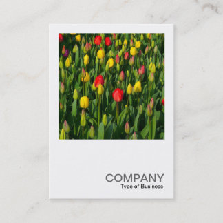Tarjeta De Visita Foto cuadrada 0202 - Tulipanes coloridos
