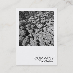 Tarjeta De Visita Foto cuadrada 0340 - Sedum "Alegría de otoño"