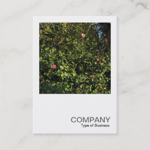 Tarjeta De Visita Foto cuadrada 0396 - Camellia Bush roja