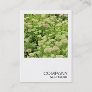 Tarjeta De Visita Foto cuadrada 0426 - Sedum (Alegría de otoño)