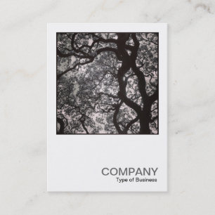 Tarjeta De Visita Foto cuadrada 0463 - Árbol de Magnolia en flor