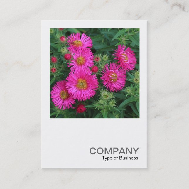 Tarjeta De Visita Foto cuadrada 0492 - Daisies de Michaelmas (Anverso)