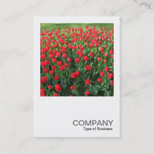 Tarjeta De Visita Foto cuadrada 0510 - Cama de tulipanes rojos 01
