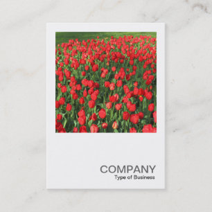 Tarjeta De Visita Foto cuadrada 0511 - Cama de tulipanes rojos 02