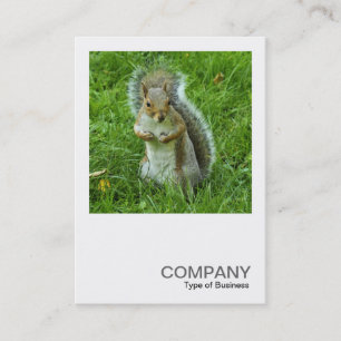 Tarjeta De Visita Foto cuadrada 0553 - Ardilla gris sorprendida