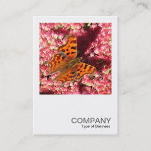 Tarjeta De Visita Foto cuadrada 0553 - Mariposa de la coma en el sed