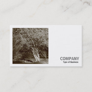 Tarjeta De Visita Foto cuadrada (v2) - Árbol Holly - Sepia