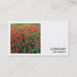Tarjeta De Visita Foto cuadrada (v2) - Cama de tulipanes rojos 01