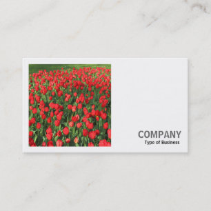 Tarjeta De Visita Foto cuadrada (v2) - Cama de tulipanes rojos 02