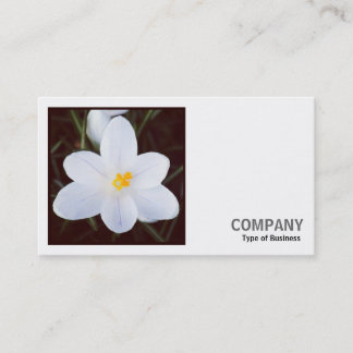 Tarjeta De Visita Foto cuadrada (v2) - Crocus blanco