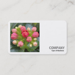 Tarjeta De Visita Foto cuadrada (v2) - Cuerdas de Kananchoe