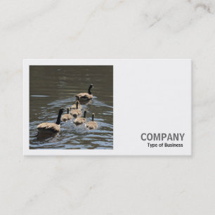Tarjeta De Visita Foto cuadrada (v2) - Geese canadiense con goslings