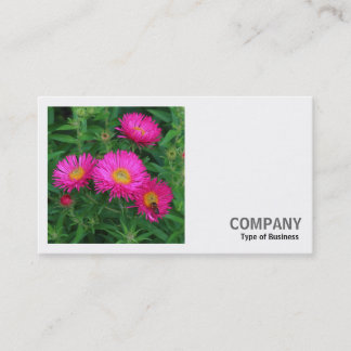 Tarjeta De Visita Foto cuadrada (v2) - Michaelmas Daisies 02