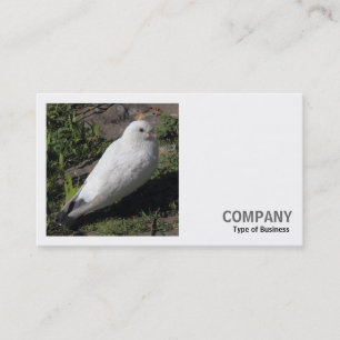 Tarjeta De Visita Foto cuadrada (v2) - Paloma blanco