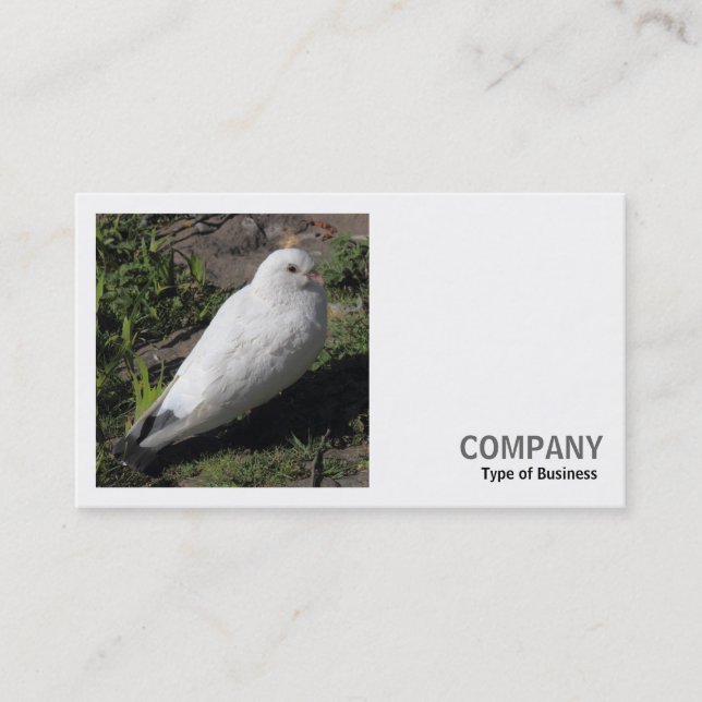 Tarjeta De Visita Foto cuadrada (v2) - Paloma blanco (Anverso)