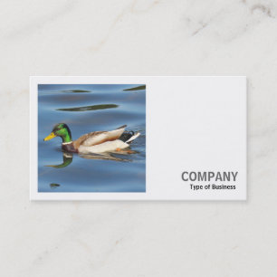 Tarjeta De Visita Foto cuadrada (v2) - Pato Mallard