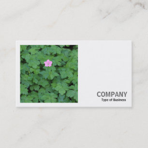 Tarjeta De Visita Foto cuadrada (v2) - solitario geranio
