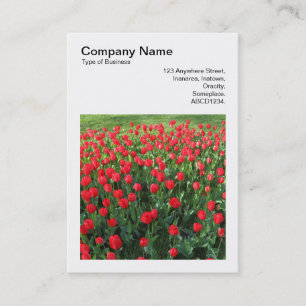 Tarjeta De Visita Foto cuadrada (v3) - Cama de tulipanes rojos 01