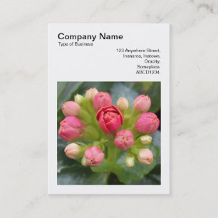 Tarjeta De Visita Foto Cuadrada (v3) - Capullos de Kalanchoe