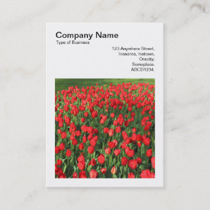 Tarjeta De Visita Foto Cuadrada (v3) - Lecho de Tulipanes Rojos 02