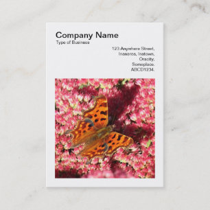 Tarjeta De Visita Foto cuadrada (v3) - Mariposa de la coma en Sedum