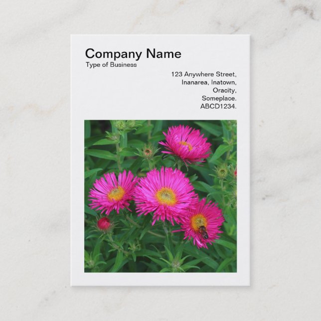 Tarjeta De Visita Foto cuadrada (v3) - Michaelmas Daisies 02 (Anverso)