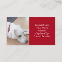 Foto de perro blanco lindo con collar rojo