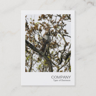 Tarjeta De Visita Foto instantánea 01 - Ardilla en un árbol