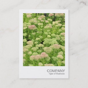 Tarjeta De Visita Foto instantánea 058 - Sedum (Alegría de otoño)