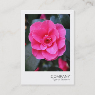 Tarjeta De Visita Foto instantánea 067 - Camellia rosa