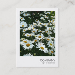 Tarjeta De Visita Foto instantánea 09 - Shasta Daisy