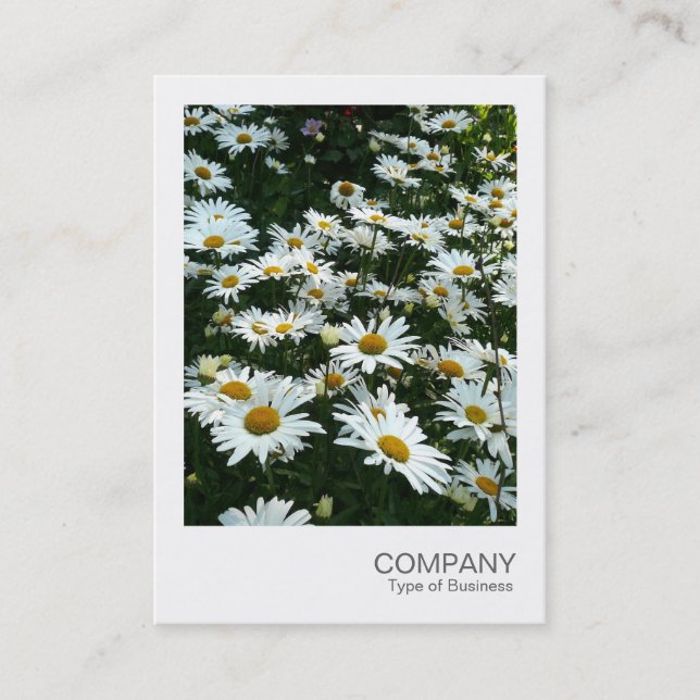 Tarjeta De Visita Foto instantánea 09 - Shasta Daisy (Anverso)
