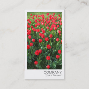 Tarjeta De Visita Foto instantánea - Cama de tulipanes rojos 01